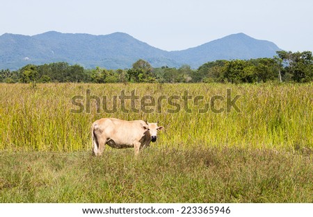 Cow eating grass in rice field ,Thailand