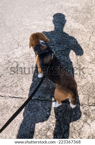 Adorable beagle dog resting under shadow of its owner