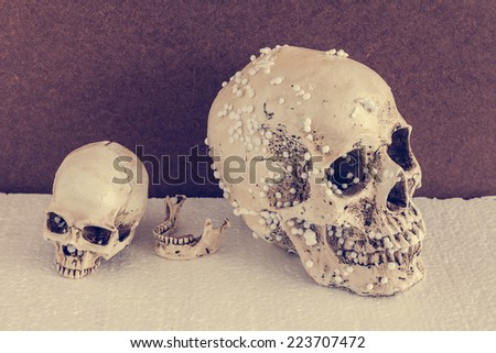 Human skull ,big size and small, on foam with vintage tone background