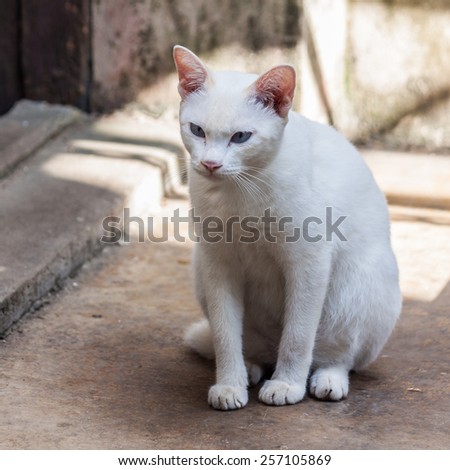 Adorable white cat sitting on cement floor
