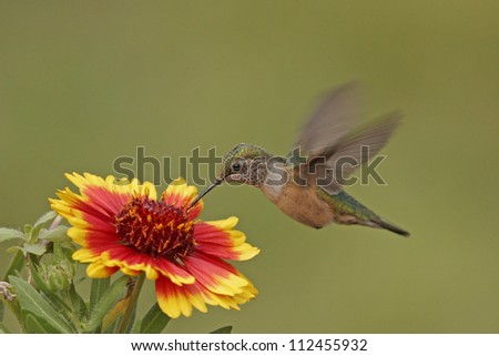 Broadtailed hummingbird at Indian Blanket flower