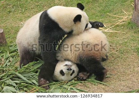 Giant panda bears (Ailuropoda Melanoleuca) playing together , China