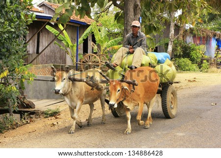 KRATIE, CAMBODIA-DECEMBER 6: An unidentified man rides ox cart on December 6, 2011 in Kratie, Cambodia. Oxen are still the most popular power source for land preparation and transportation in Cambodia