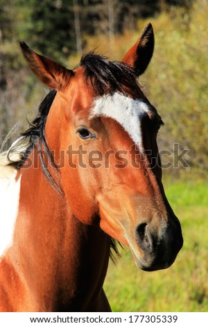 Portrait of american quarter horse, Rocky Mountains, Colorado, USA