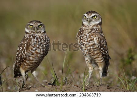 Burrowing Owls (Athene cunicularia) standing on the ground