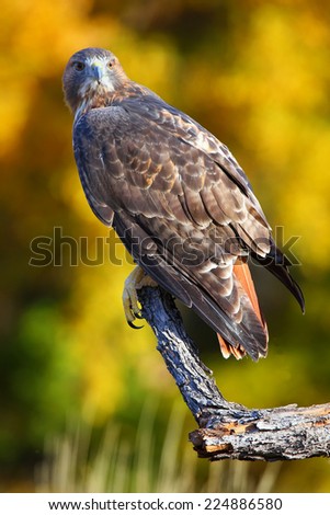 Red-tailed hawk (Buteo jamaicensis) sitting on a stick