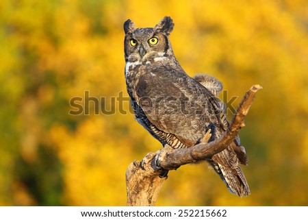 Great horned owl (Bubo virginianus) sitting on a stick