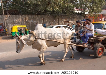 DELHI, INDIA - NOVEMBER 5: Unidentified people ride in bullock cart on November 5, 2014 in Delhi, India. As modern vehicles are too expensive bullock carts are still in use in Delhi.