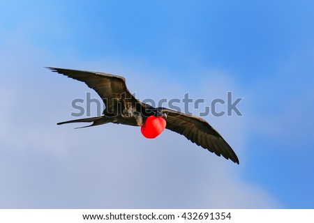 Similar – Image, Stock Photo Flying male frigate bird in the Galapagos Islands