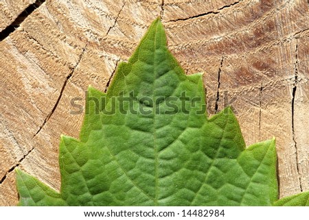 Tree rings are counted to determine the age of a tree and green leaf