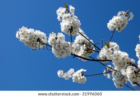 japanese cherry blossoms on blue sky