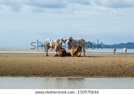 Thailand domestic cattle.