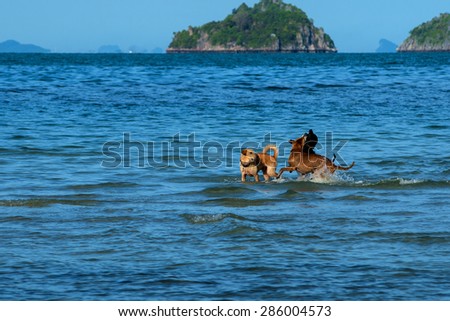 Many dogs romp sea water.