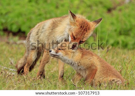 Mother-fox cleaning her cub