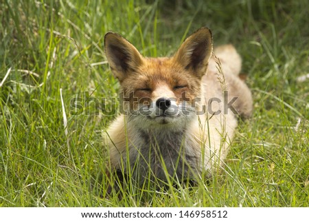 Smiling Happy Red Fox Laying On A Grass Background