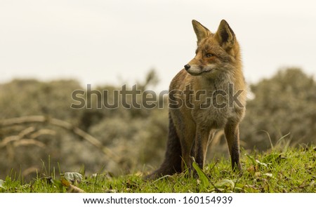 Red Fox Standing On The Grass With A Sky Background