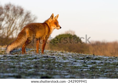 Red Fox Standing on the Grass with some Snow Looking to the Right