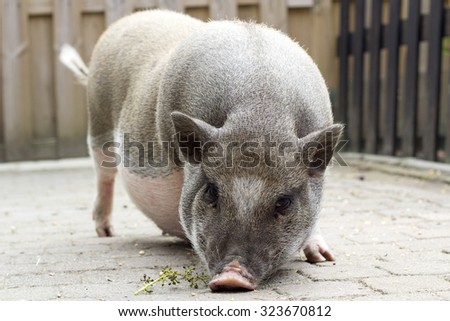 Potbellied Pig Standing in the Backyard Looking for Food