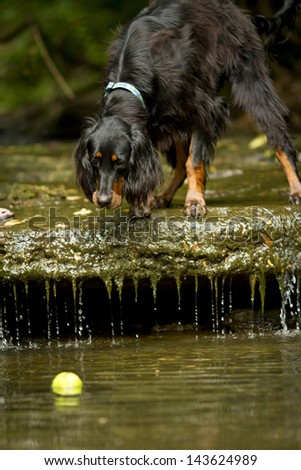 Gordon setter dog looking at a ball in the water.