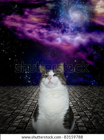 Proud Cat with space background