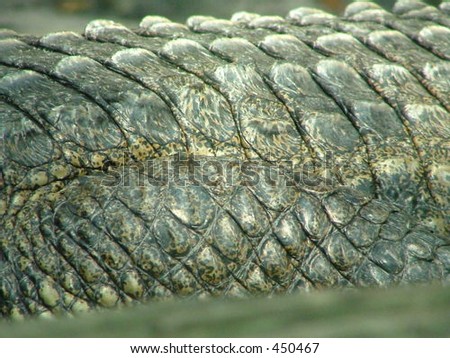 Alligator Skin