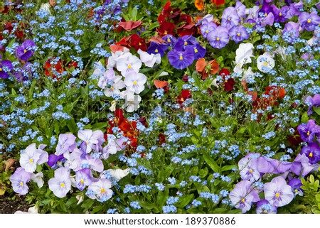 Colorful background with pancies and forget-me-not flowers