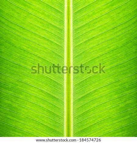 Green banana leaf texture as natural background