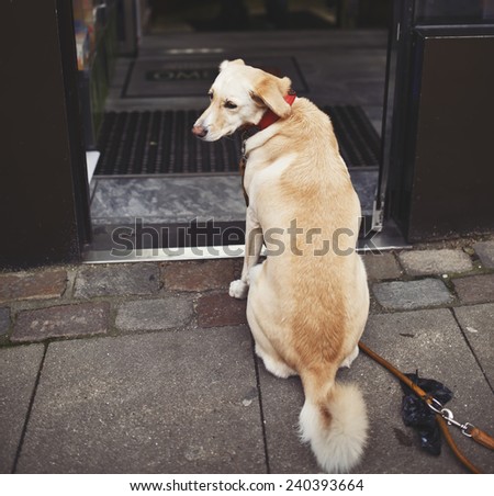sad dog waiting for his owner outside