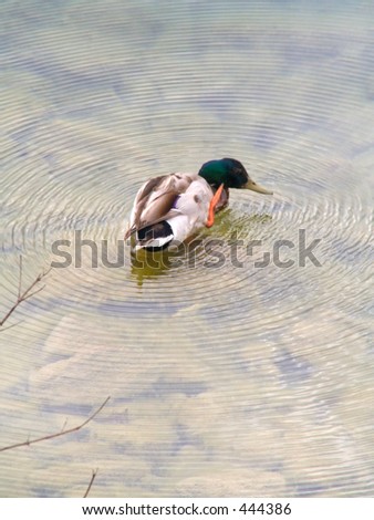 Duck on a pond with ripples