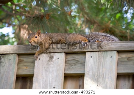 A squirrel lying down with his arm slung casually over the top of a wooden fence.