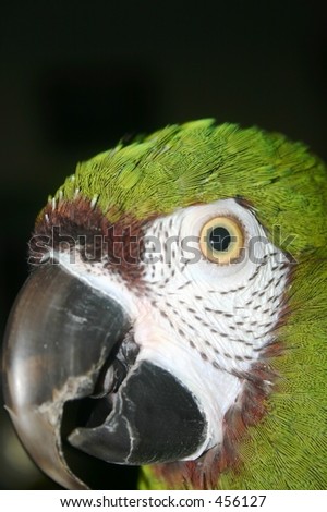 Close up of a Parrot Head