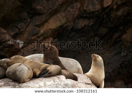 Sea Lions on Rock