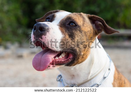 American Staffordshire terrier looks at his master
