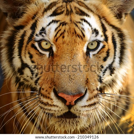 Bengal tiger face full frame