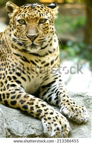 Leopard face looking to camera