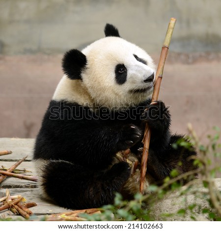 Cub of Giant panda bear eating bamboo Chengdu, China