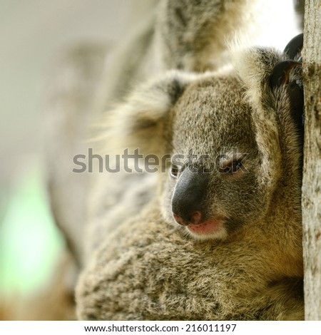 Australia Cute Baby Koala Bear Sleeping with Mom
