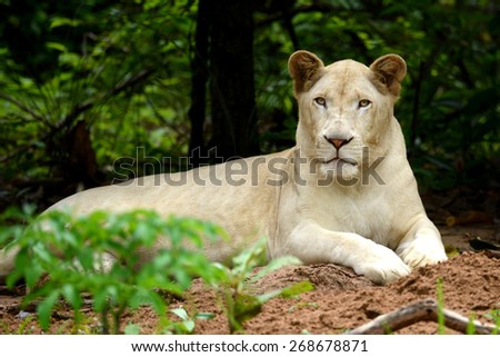 Female white lion in forest and face looking to camera