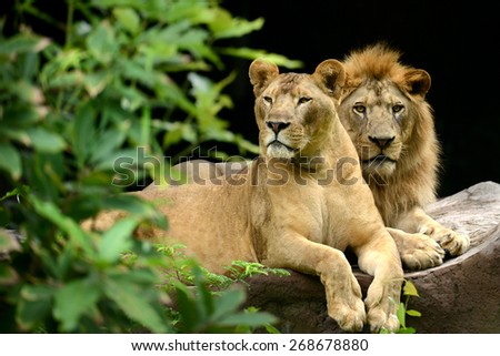 Two Lion in forest mating male and female animals