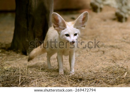 White Fennec fox or Desert fox with big ear