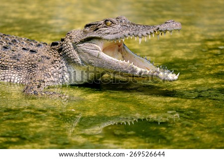 Australian Crocodile head open mouth on water
