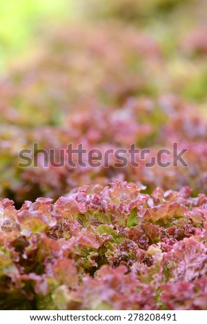 Vegetable Farm of red salad leaves