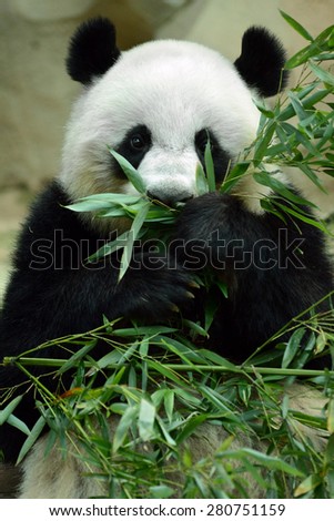 Giant panda bear eating bamboo leaf Chengdu, China