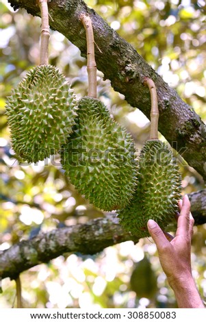 Durian fruit and worker hand on tree in garden, Thailand King of fruits