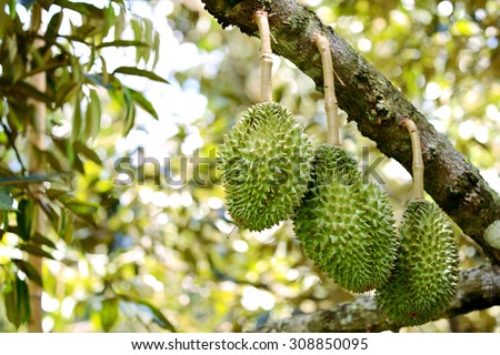 Durian fruit on tree in garden, Thailand King of fruits