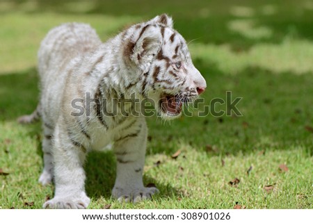 White Tiger cub on field focus to head and eye