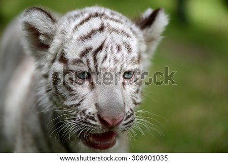 Cub of White Tiger face focus to head and eye