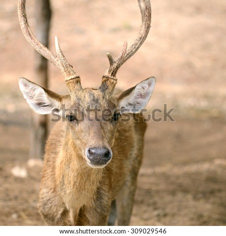 Deer and beautiful horn on the field