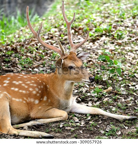 Spotted deer head with long horned