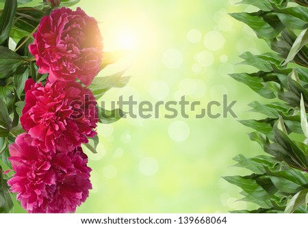 frame of red flowers peonies blooming and green leaves on a green abstract background